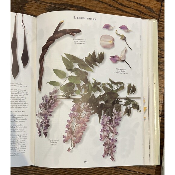 Botanical Garden Vol. 1 & 2:  by Martyn Rix and Roger Phillips Hardcovers - Picture 2 of 4